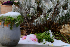雪に埋もれる花_Z TELECONVERTER TC-2.0x