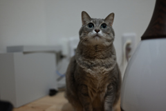 我が家のサバトラ猫娘_おめめでっか娘