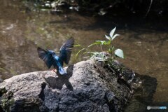 カワセミ着地