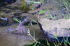水浴びヒヨドリ