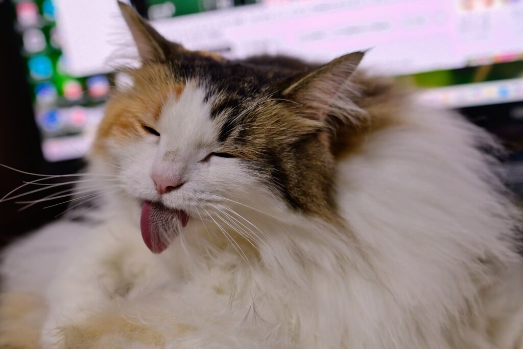 我が家の猫娘