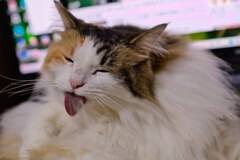 我が家の猫娘
