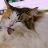 我が家の猫娘