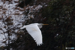 シラサギ_Z TELECONVERTER TC-2.0x