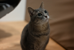 我が家のサバトラ猫娘_おめめでっか娘