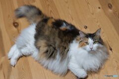 我が家のもふもふ三毛猫娘