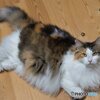 我が家のもふもふ三毛猫娘