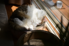 我が家の昼寝三毛にゃんこ