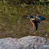 カワセミの飛び込み練習シーン