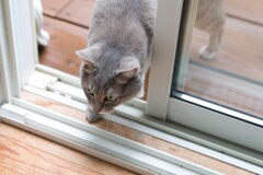 庭から戻ってくる我が家のサバトラ猫娘