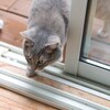 庭から戻ってくる我が家のサバトラ猫娘