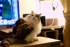 我が家の三毛猫娘