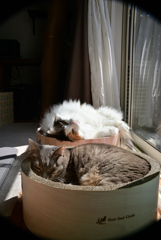 我が家の愛猫たちの日向ぼっこ