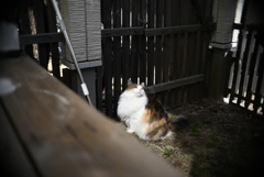 我が家の三毛猫