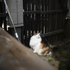 我が家の三毛猫
