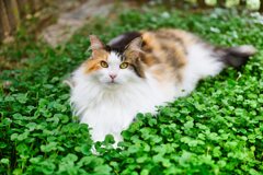 我が家の三毛猫娘in猫庭