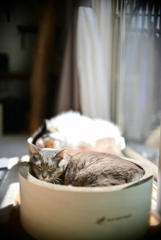 我が家の愛猫たちの日向ぼっこ