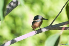 木漏れ日に隠れて様子をうかがうカワセミ