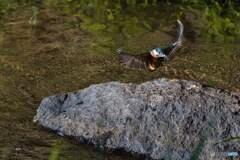 カワセミの飛び込み練習シーン