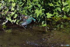 カワセミの飛び込み練習シーン