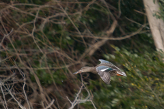 飛ぶカモ_Z TELECONVERTER TC-2.0x