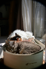 我が家の愛猫たちの日向ぼっこ