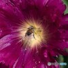 花粉まみれのミツバチ