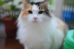 我が家の三毛猫
