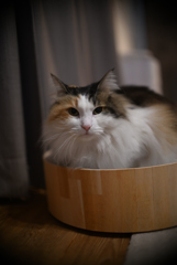 我が家の三毛猫娘