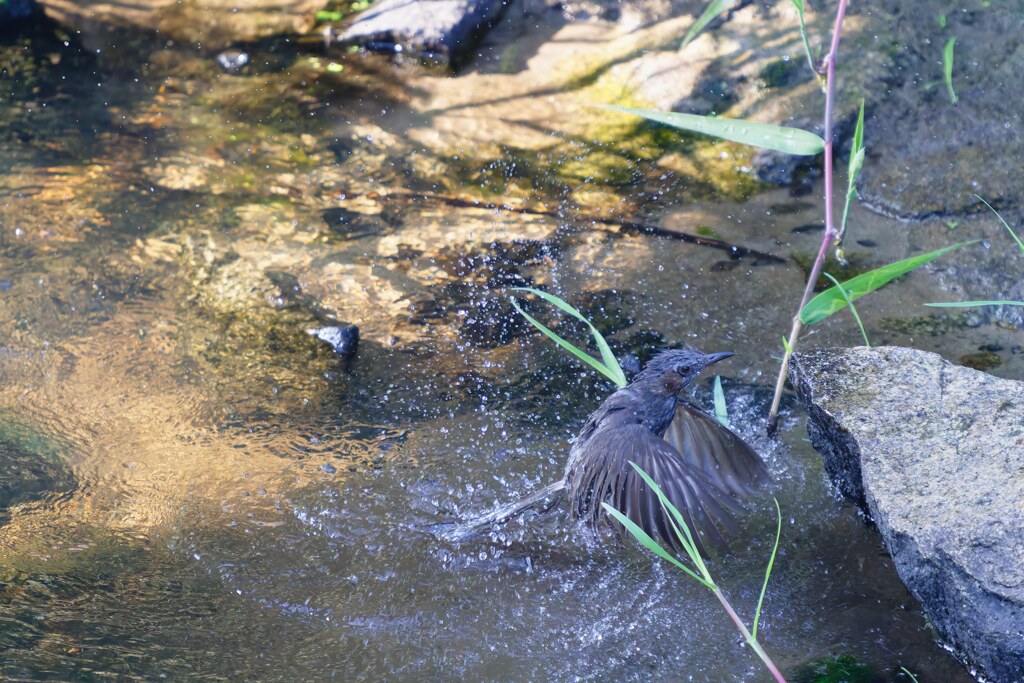 水浴びヒヨドリ