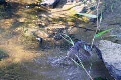水浴びヒヨドリ