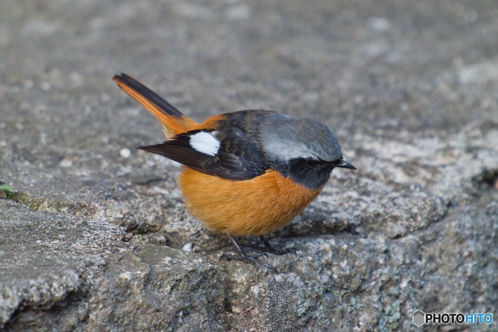 石の上にもジョウビタキ