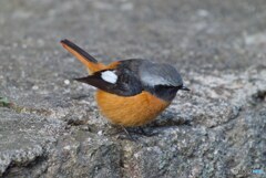 石の上にもジョウビタキ
