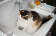 我が家の三毛猫_水飲み