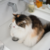 我が家の三毛猫_水飲み