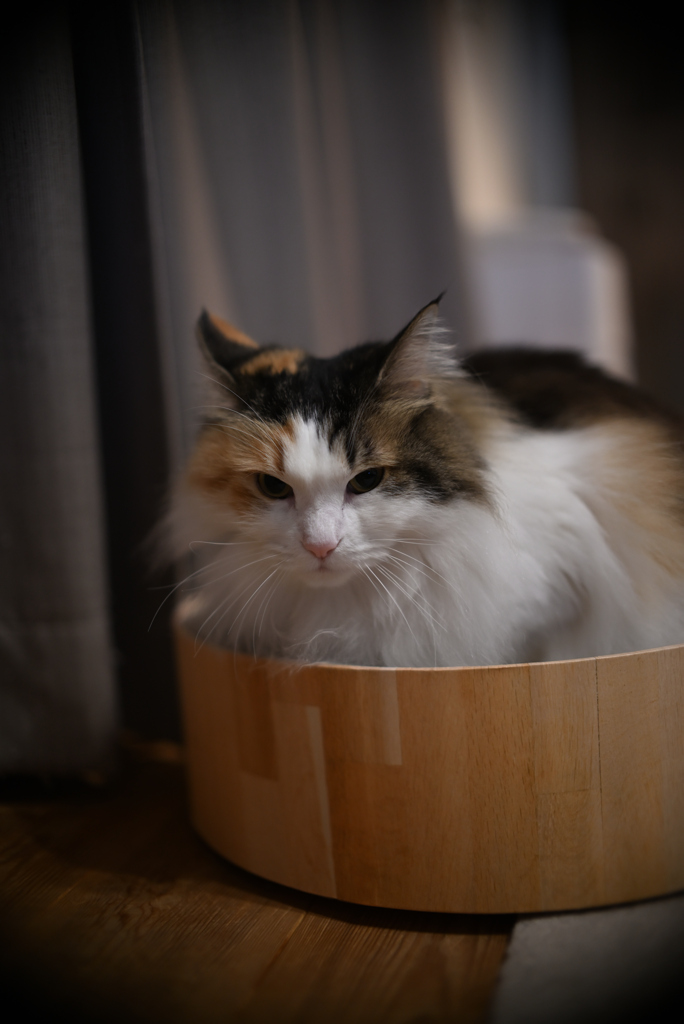 我が家の三毛猫娘
