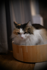 我が家の三毛猫娘