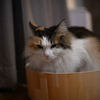 我が家の三毛猫娘