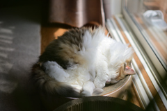 我が家の昼寝三毛にゃんこ