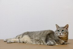 我が家の猫娘