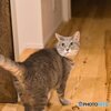 我が家のサバトラ猫娘_見返りおめめくりくり美人