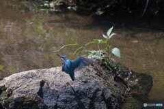 カワセミ着地