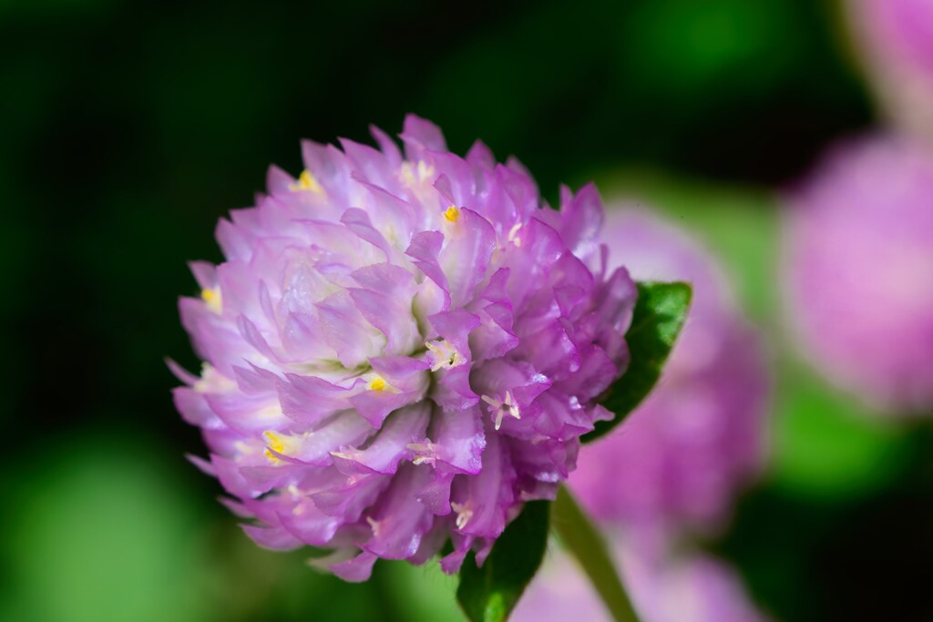 庭に咲く花