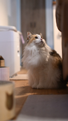我が家の三毛猫娘