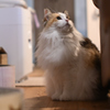我が家の三毛猫娘