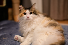我が家の三毛猫
