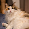 我が家の三毛猫