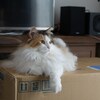我が家の三毛猫娘