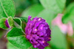 庭に咲く花