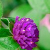 庭に咲く花